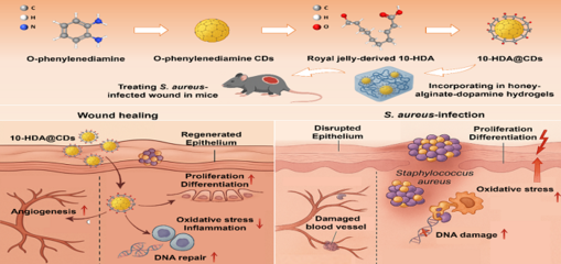 促进伤口修复的蜂源纳米水凝胶研发成功 生物基材料技术的新突破